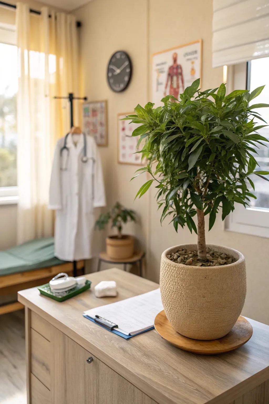 Breathe life into a doctor's office with decorative plants that offer a touch of nature.